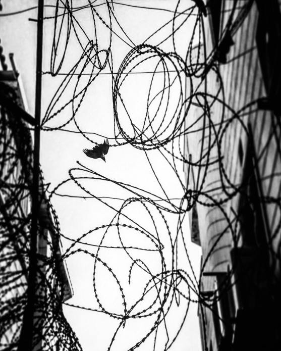 78833469_628102851330466_6206591522155003904_n